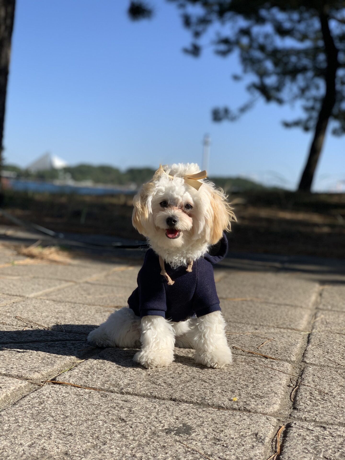 マルプー の 寿命