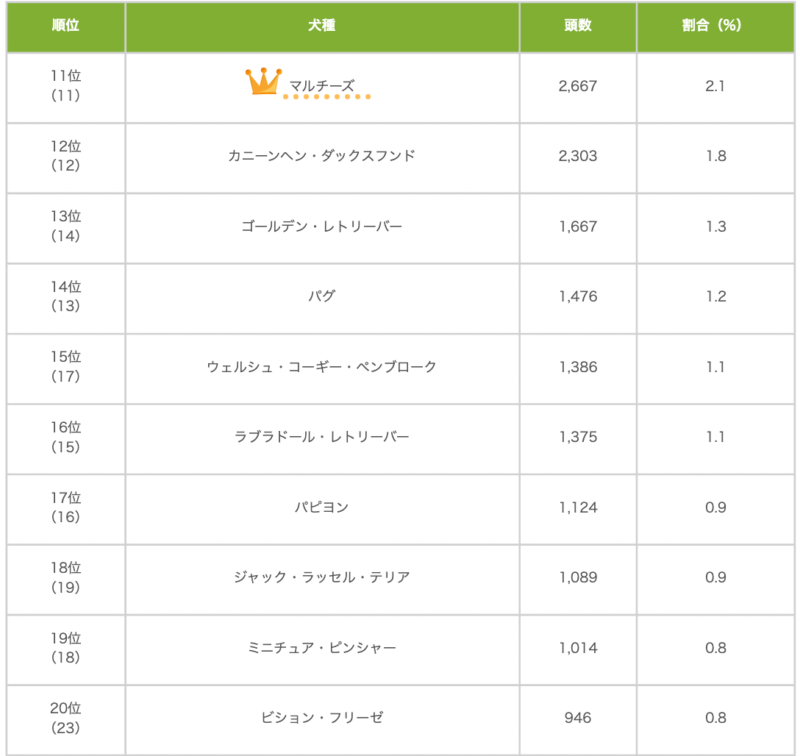 人気犬種ランキング、マルチーズ
